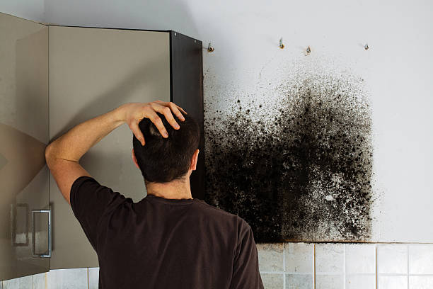 Best Mold Damage Restoration  in Lake Morton Berrydale, WA